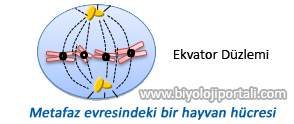 Metafaz evresindeki bir hayvan hücresi
